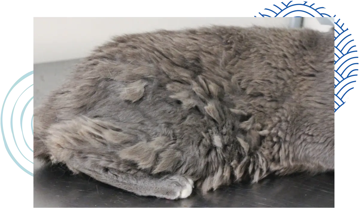 close view of the rear portion of a cat with medium-length matted hair