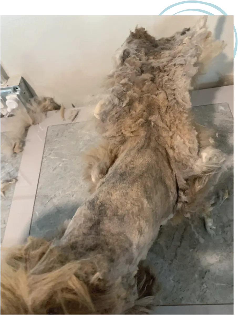 high angle view of a matted cats body in the middle of a groomer section with matted hair still hanging on the cat