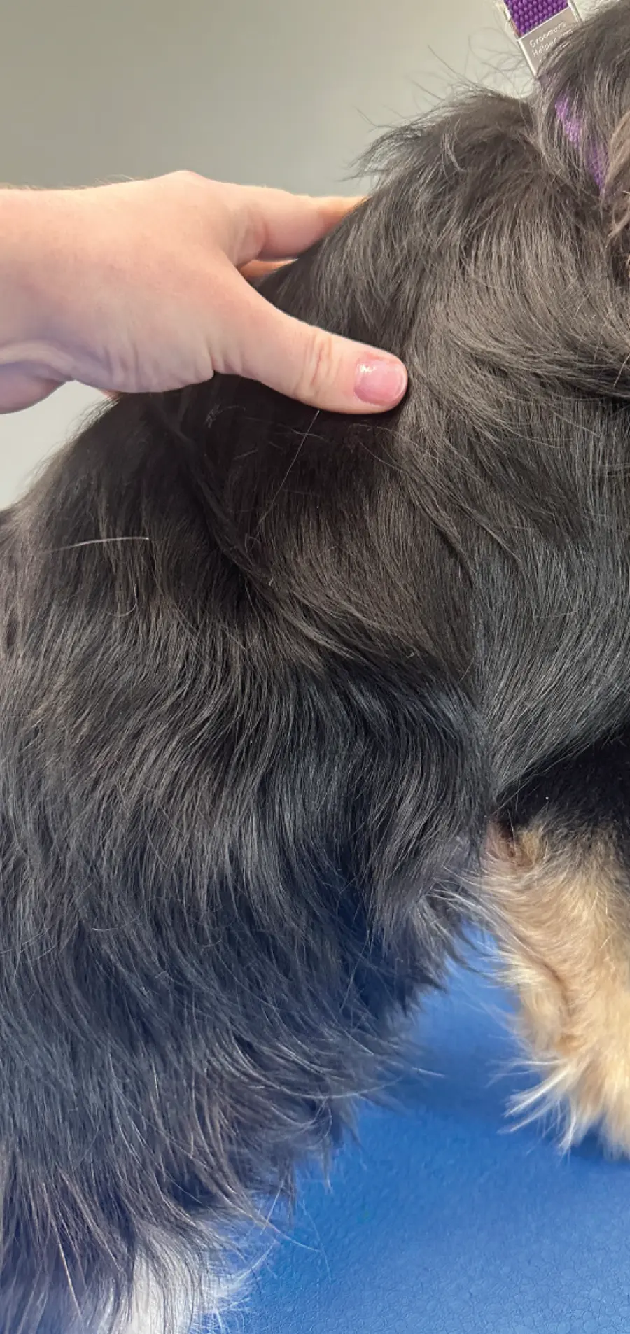 side view of black and tan dog's fur before grooming session
