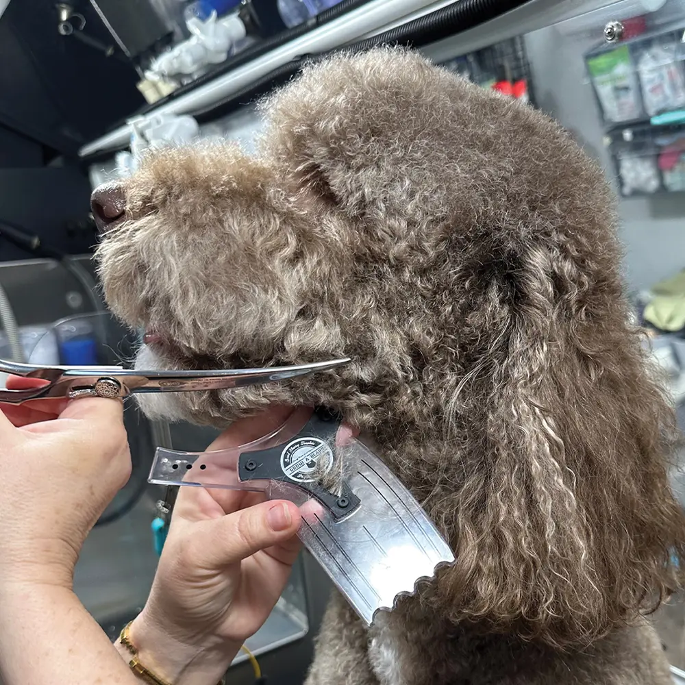 a brown poodle getting its face trimmed