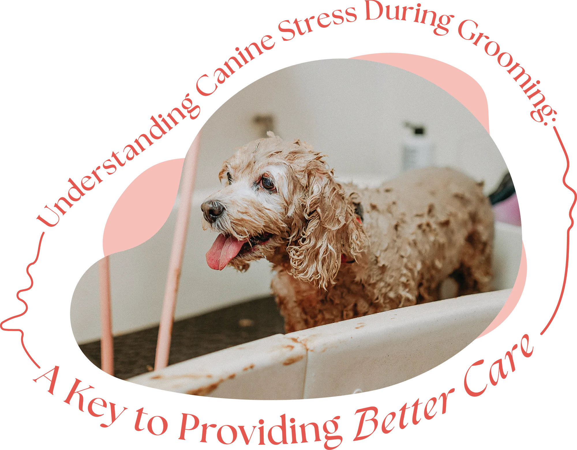 Understanding Canine Stress During Grooming: A Key to Providing Better Care