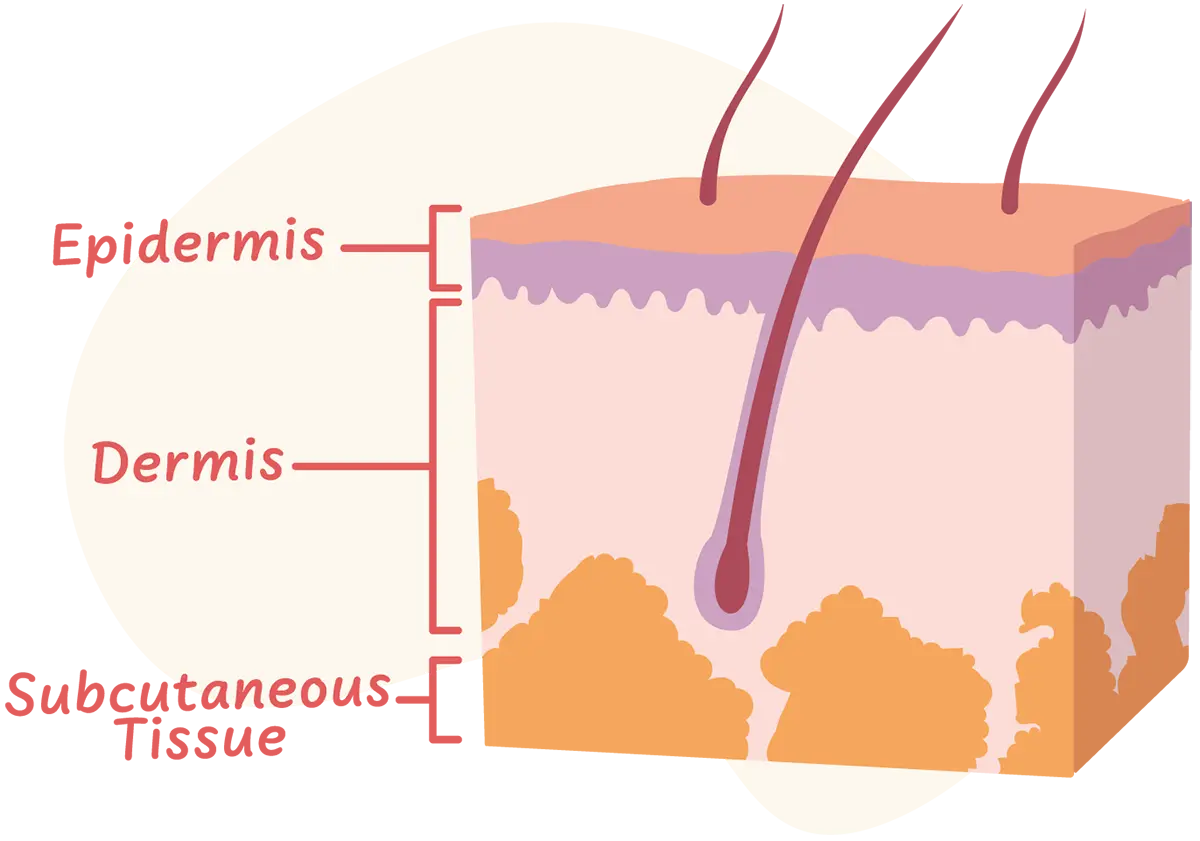 Vector colorful illustration of a dog skin anatomy diagram showing the three different terra cotta colored stage layer headings: Epidermis, Dermis, and Subcutaneous Tissue