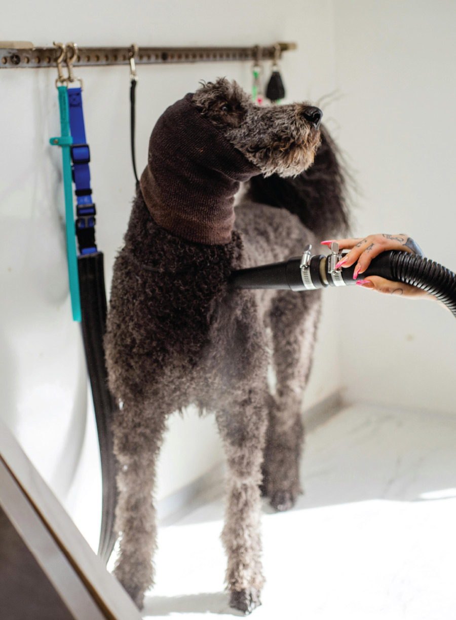dog being groomed with a vacuum