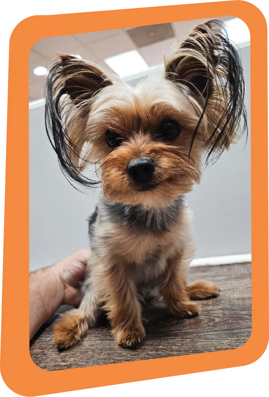 small dog sitting on wooden surface before grooming session 