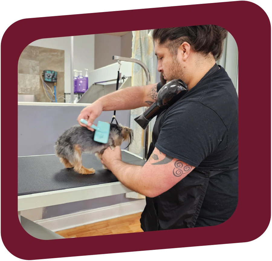 a man using blue grooming brush and blowdryer to smooth out small dog's fur