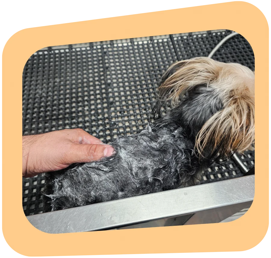aerial view of a dog in a tub and a hand scrubbing its fur