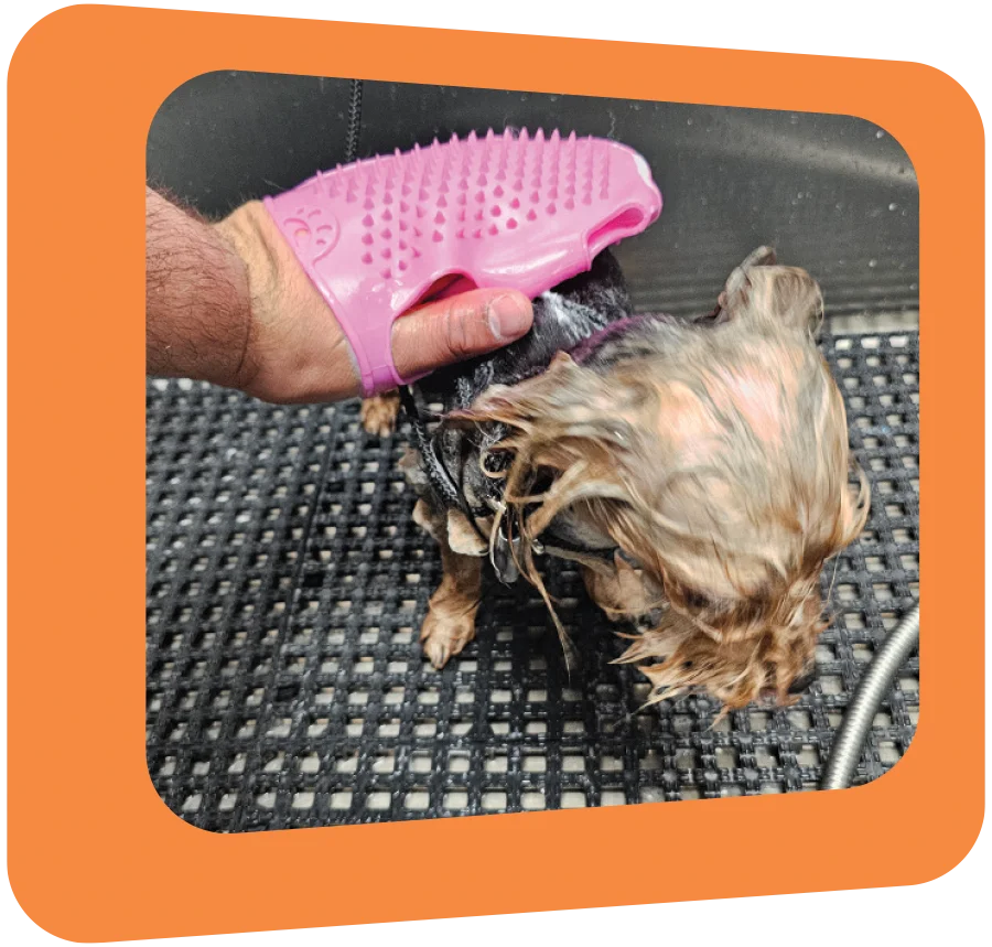 A dog getting a bath with a pink scrubbing brush