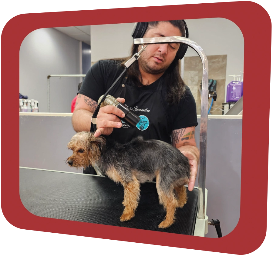 dog standing on grooming table while its fur is being blowdried