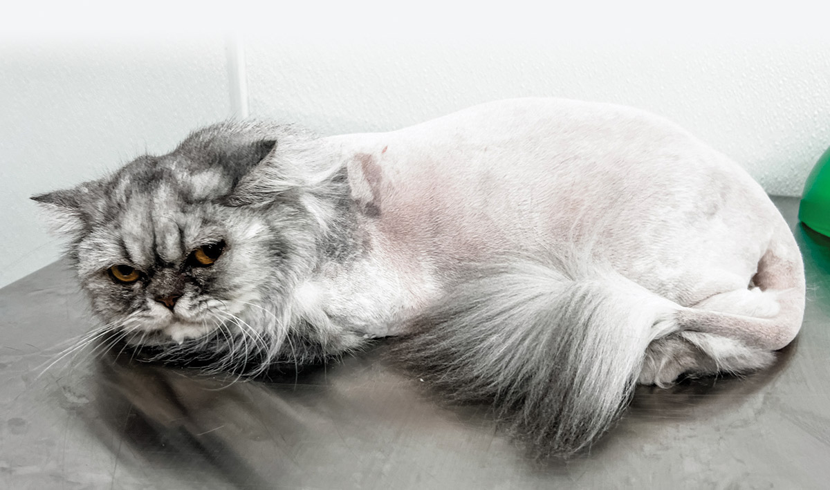 cat on a grooming table with fur shaved