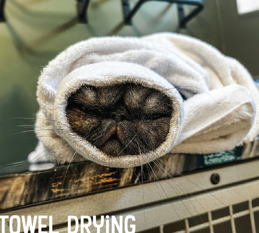 cat wrapped in drying towel