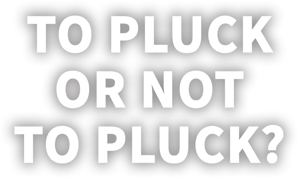 To Pluck or Not to Pluck? typography