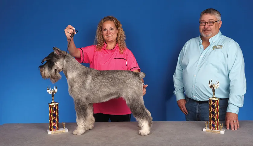 A woman in a pink shirt holding a Schnauzer by its collar, with a man in a blue shirt standing beside her and two colorful trophies on a table, against a blue background.