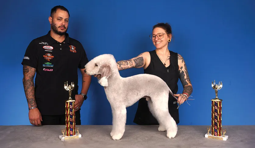 A man in a black shirt with embroidered patches standing next to a woman with tattoos, both posing with a white Bedlington Terrier by its collar, with two colorful trophies on a table, against a blue background.