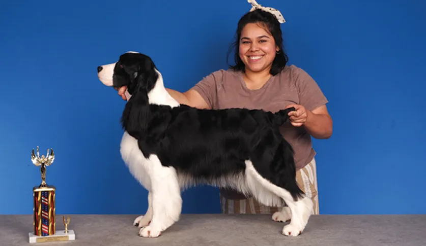 A smiling woman in a brown shirt holding a black and white Spaniel by its tail, with a colorful trophy on a table, against a blue background.