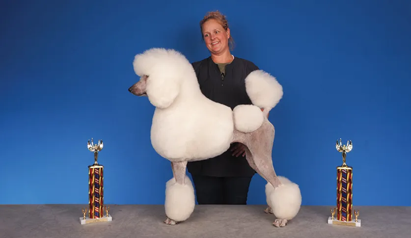 A smiling woman holding a white poodle with an elaborate fluffy fur groom, with two colorful trophies on a table, against a blue background.