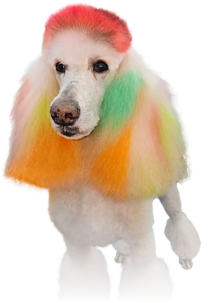 front view of a large white standard poodle with rainbow colored ears and a low red top knot pictured after its re-coloring and groom