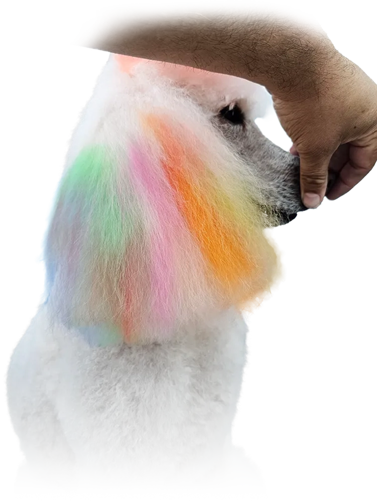 profile view of a large white standard poodle with rainbow colored ears and a low red top knot pictured after its re-coloring and groom