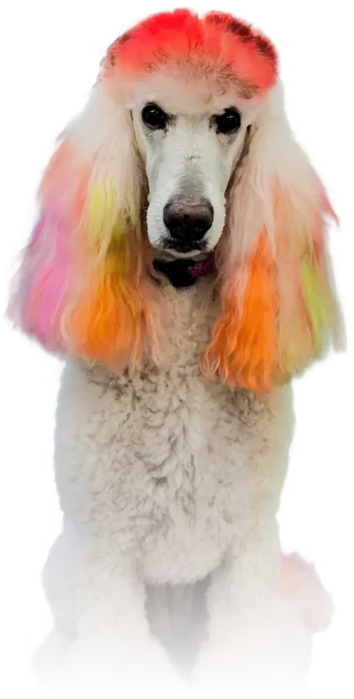 a large white standard poodle with rainbow colored ears and a low red top knot pictured before its groom