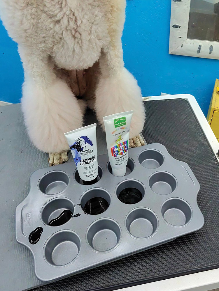 a cupcake tin placed in front of a white standard poodle sitting on a grooming table, two dye containers sit in two of the tin cups