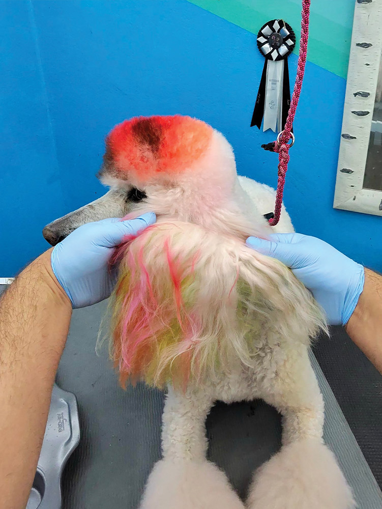 close view of gloved hands fanning the long hair on a standard poodles ear