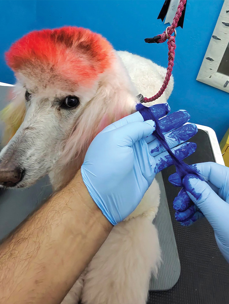 gloved hands fully saturate the lock of ear hair with deep blue dye