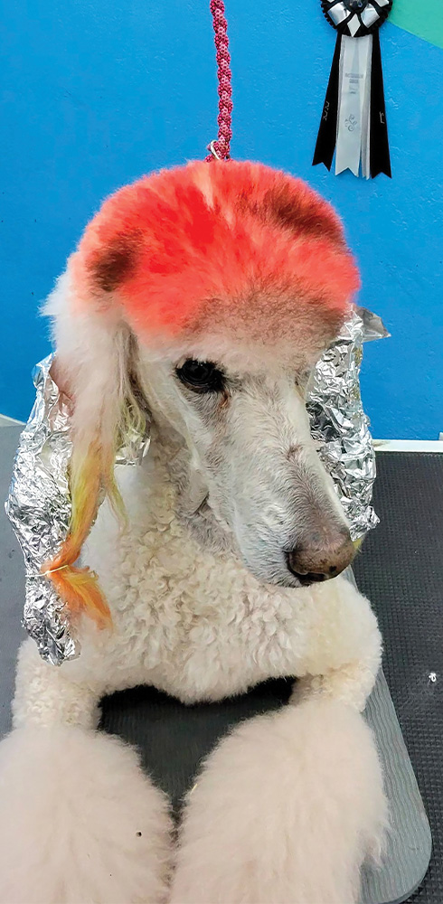 close view of the standard white poodle with both of its ears wrapped in foil