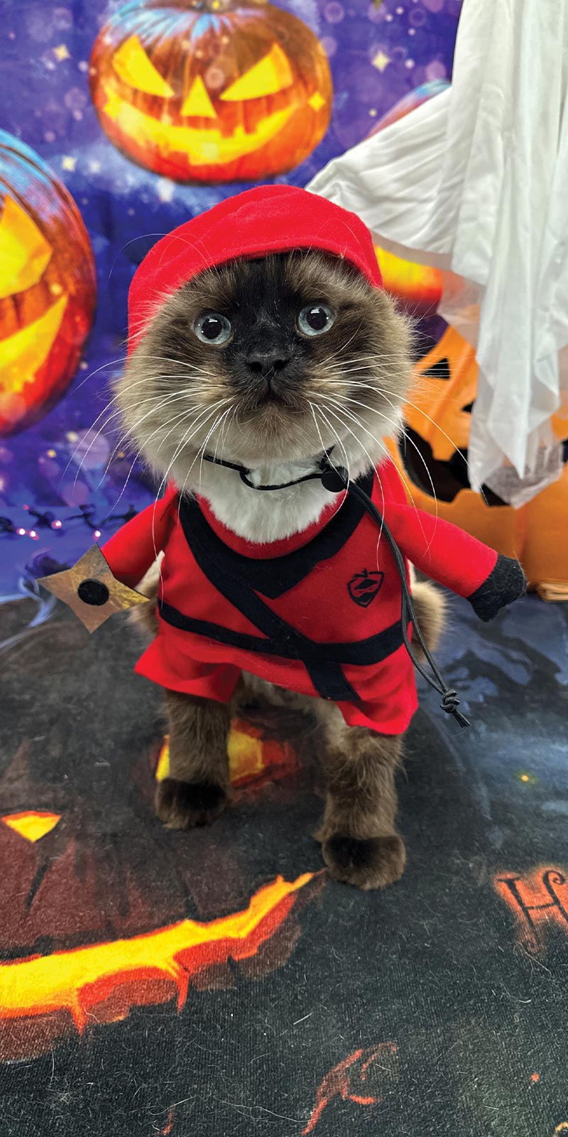 Syd the Himalayan sits in front of a Halloween backdrop while wearing a red ninja costume