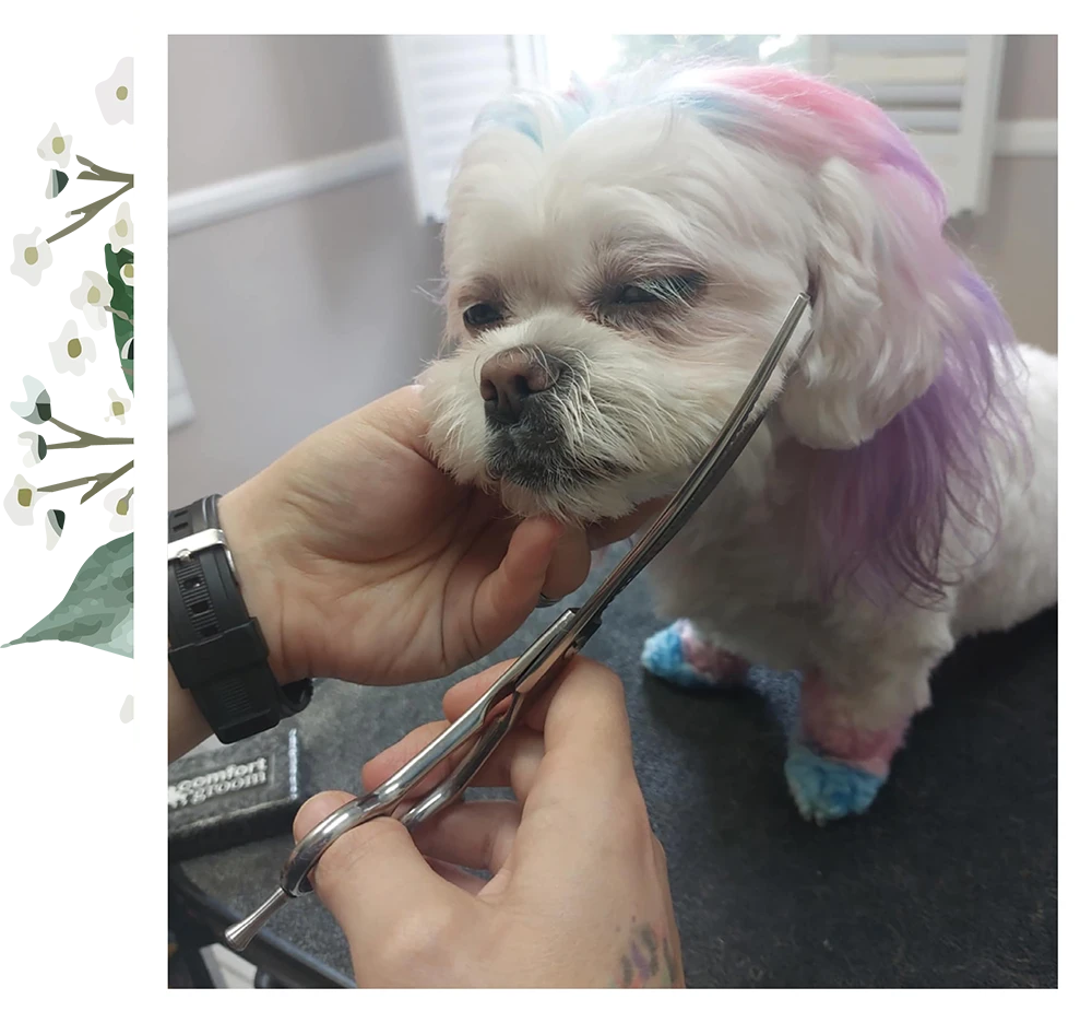 scissors being used to cut a dogs hair