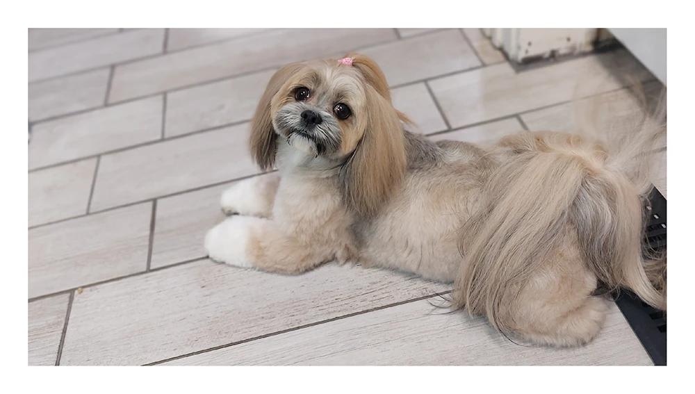 dog laying down on tile floor after being groomed