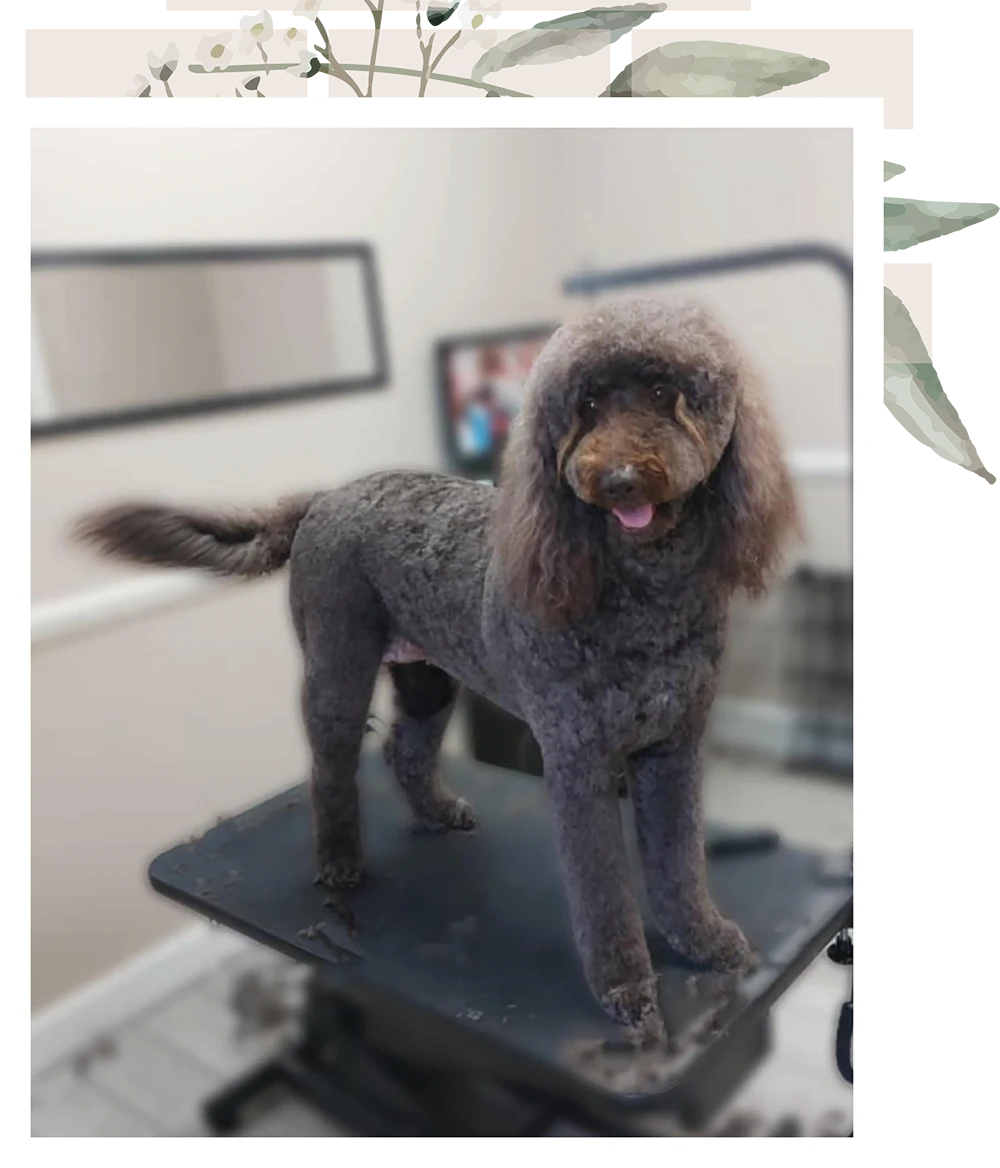 dog on a grooming table