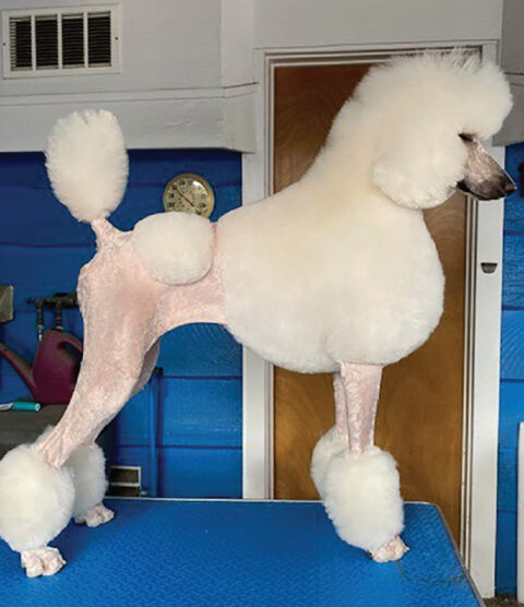 Image showcasing AVAILABLE CATS - Specialty Purebred Cat Rescue