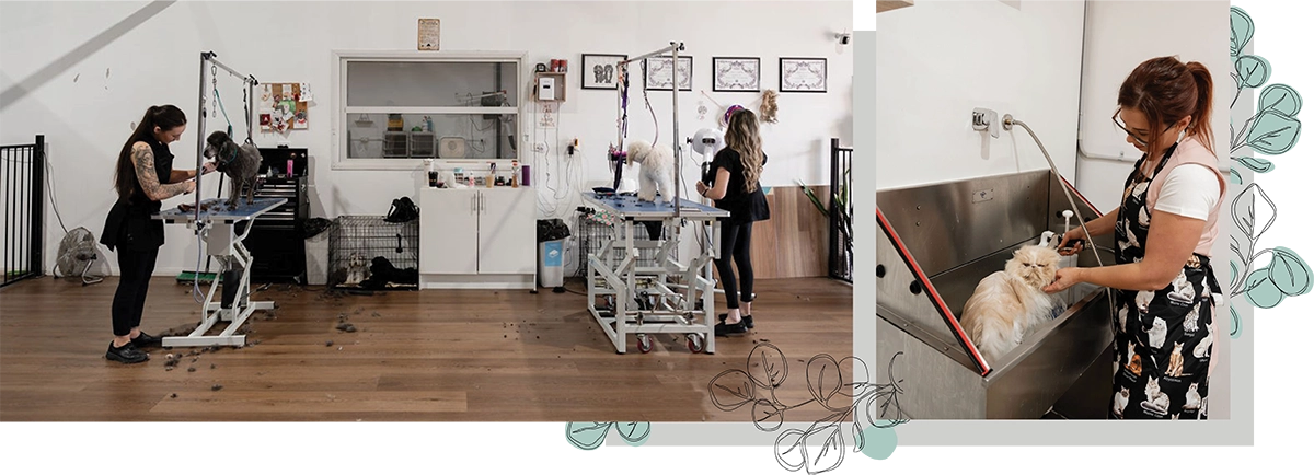 dogs being cleaned at groomers tables; cat being given a bath in a large stainless steel sink