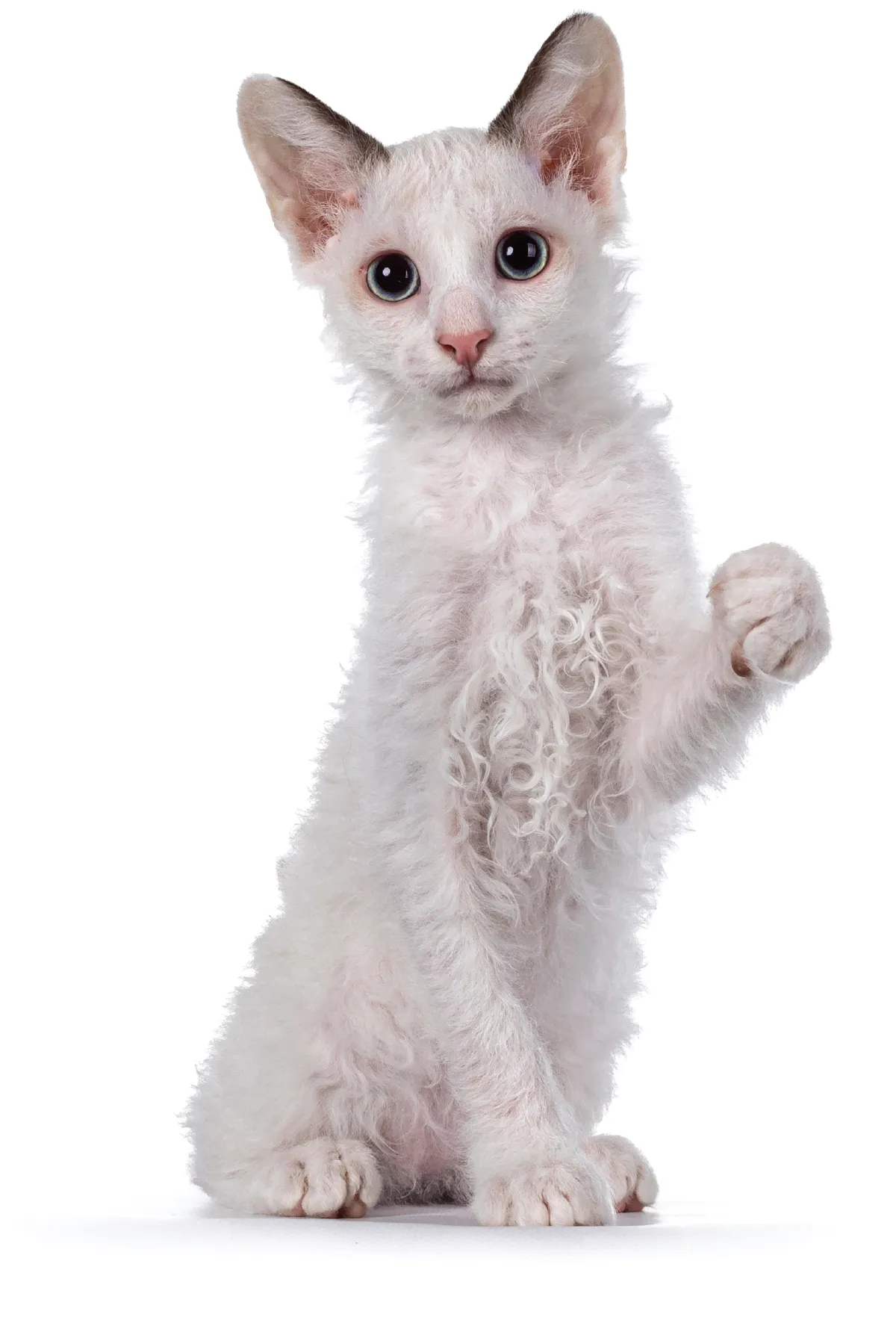 curly-haired white cat sitting with its paw up