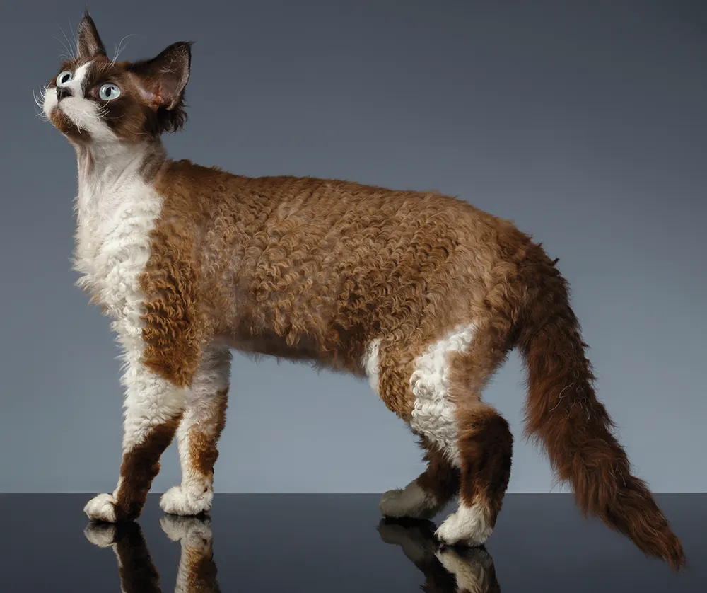 Devon Rex cat with a brown and white coat