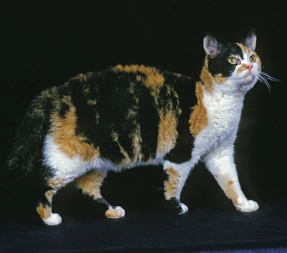 American Wirehair cat