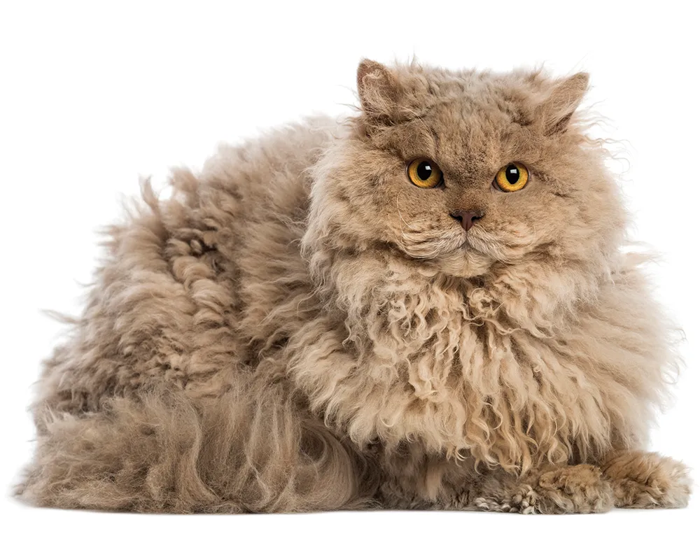 Selkirk Rex cat