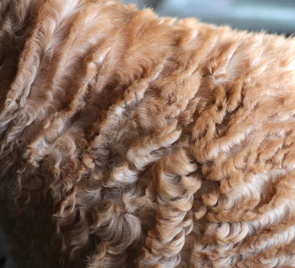 close up of a curly cat coat