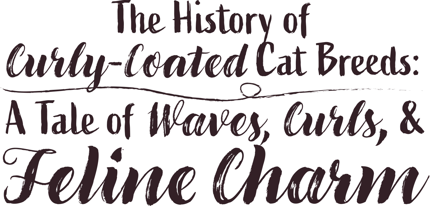 The History of Curly-Coated Cat Breeds: A Tale of Waves, Curls, & Feline Charm typography