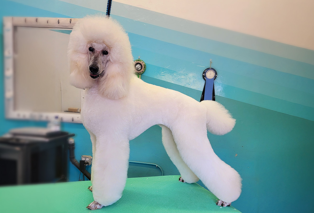 profile view of a white standard poodle with a Show Puppy trim