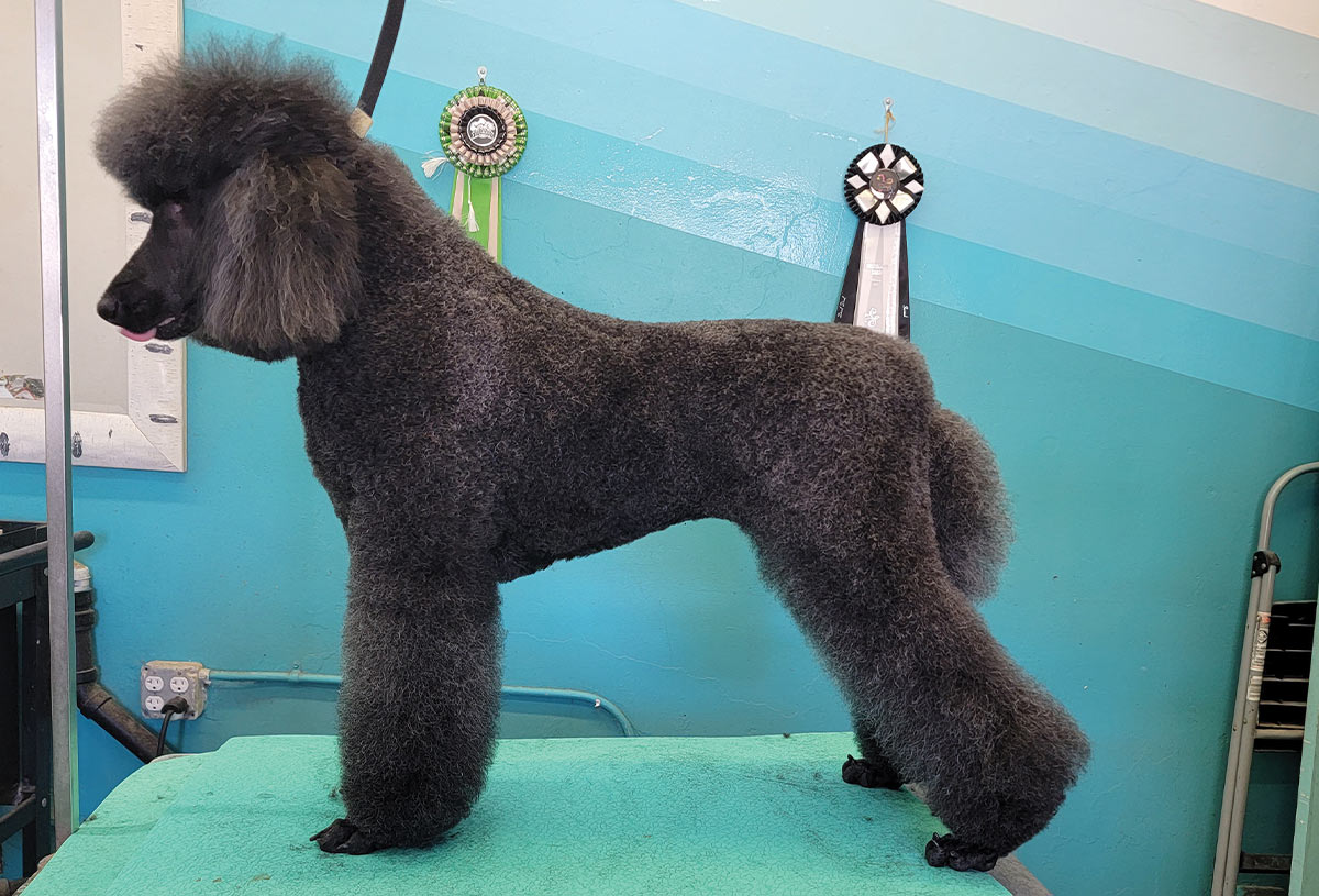 profile view of a black standard poodle with a German-style Swirl trim