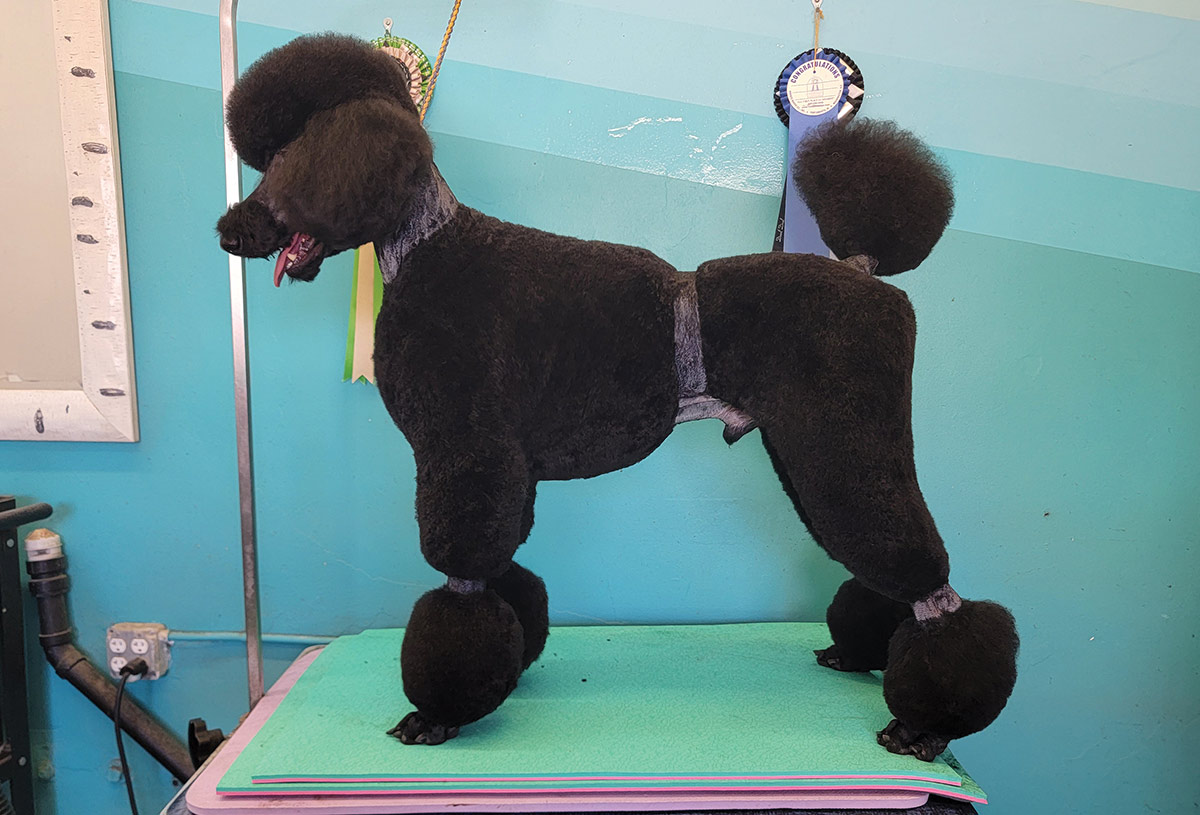 profile view of a black standard poodle with a Bolero trim