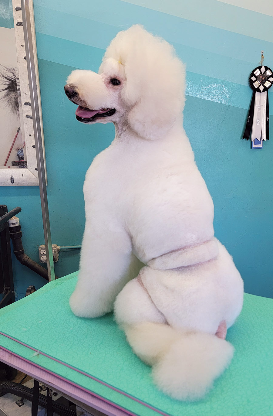 a seated white standard poodle with a freestyle trim with a Rio Bandero line and an English Saddle thigh pattern