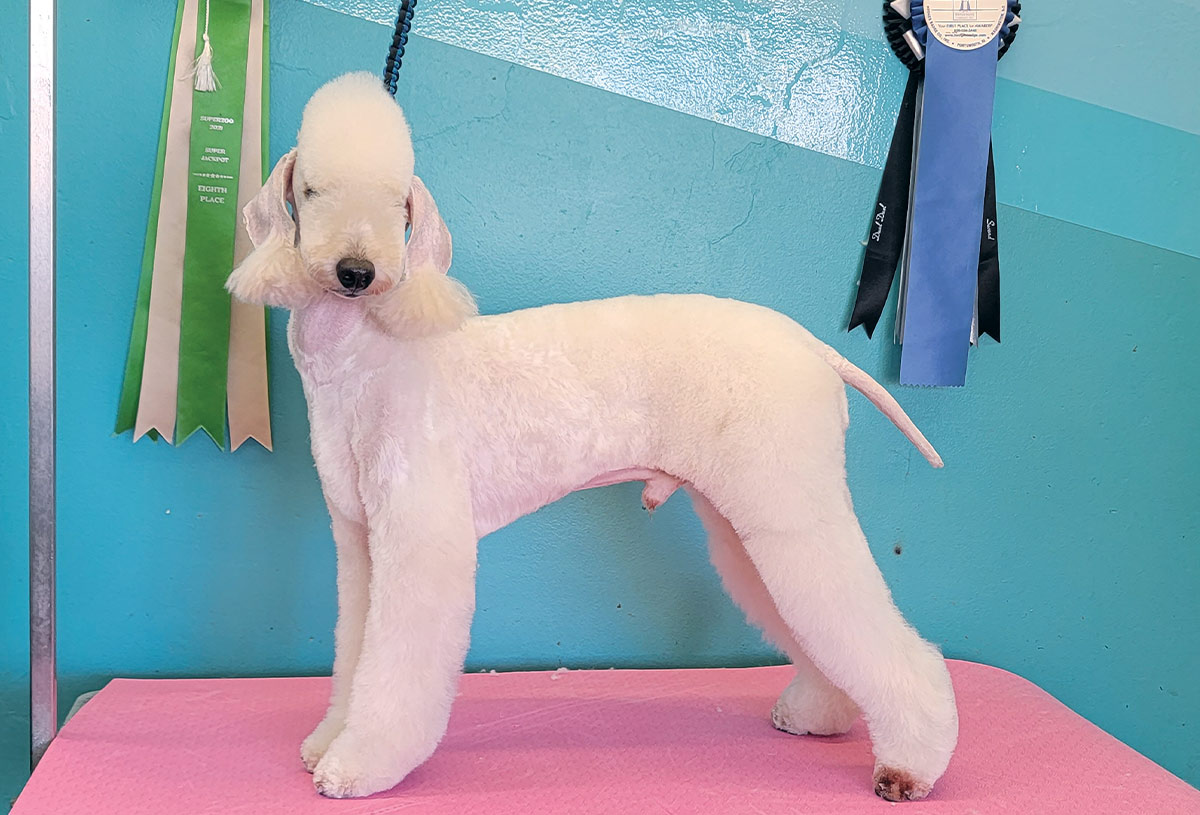 profile view of a white standard poodle with a Bedlington trim