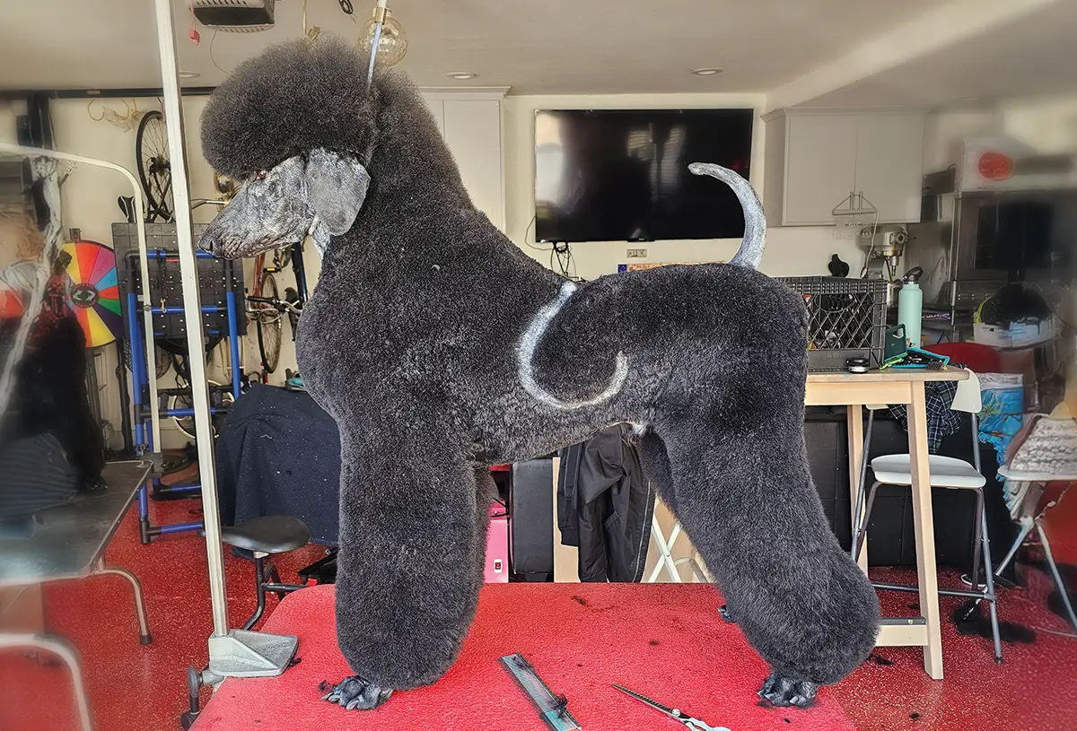 profile view of a black standard poodle with a playfully creative trim involving a hook design