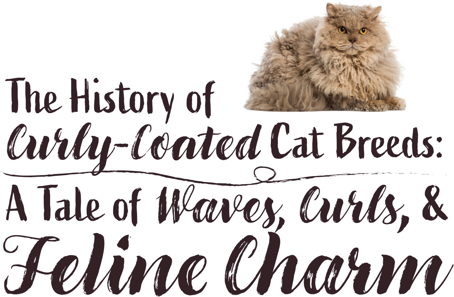 The History of Curly-Coated Cat Breeds: A Tale of Waves, Curls, & Feline Charm article imagery and typography