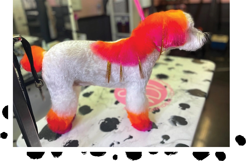 A dog with white fur, and orange and pink highlights on a grooming table with a paw print cloth.