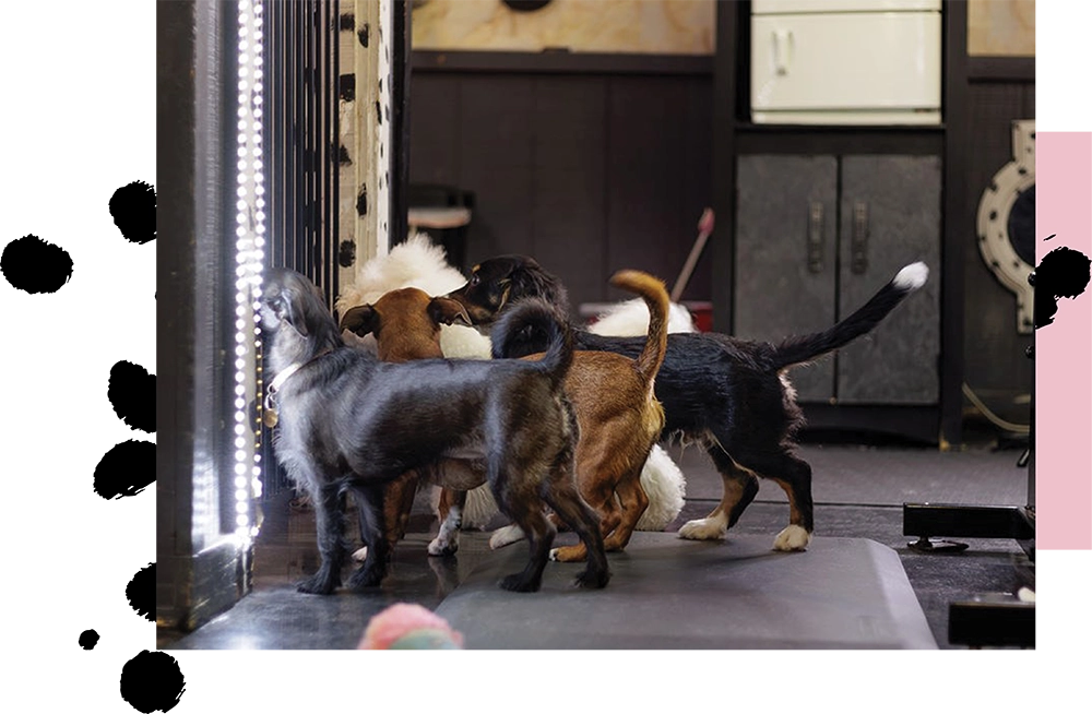 A group of five dogs standing indoors, looking out a glass door.