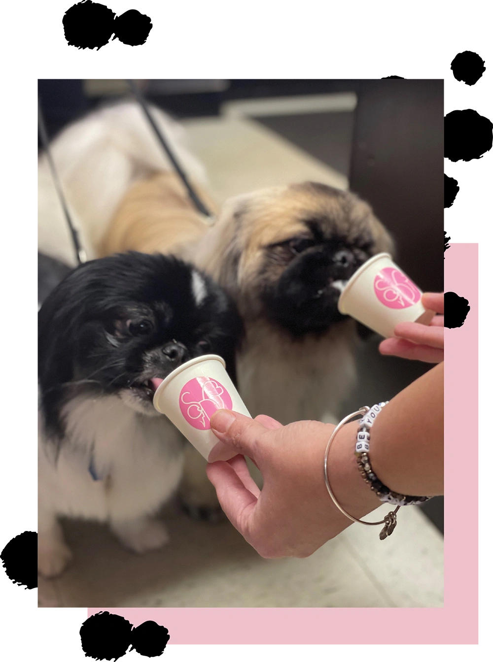 Two small dogs drinking from small paper cups held by a person indoors.