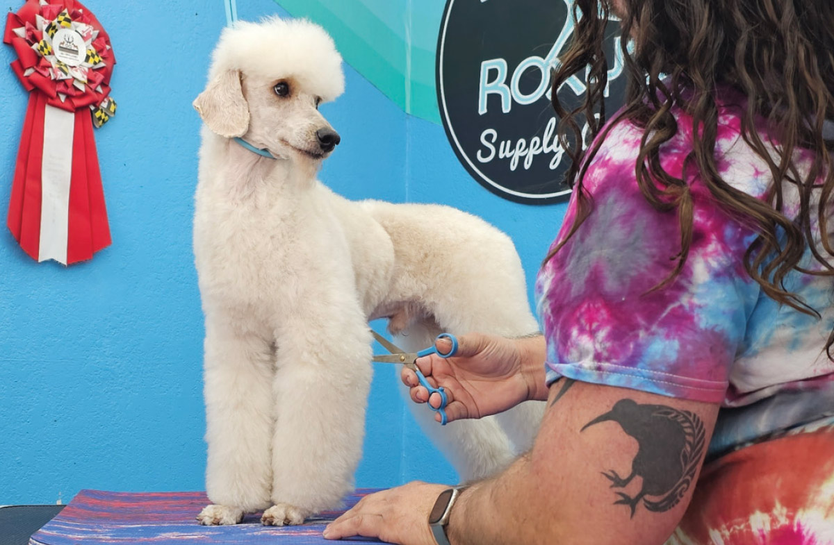white dog standing on grooming table while groomer trims fur