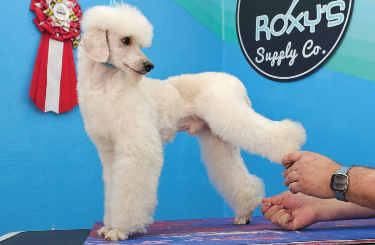 groomer holding up back leg of white dog to trim fur